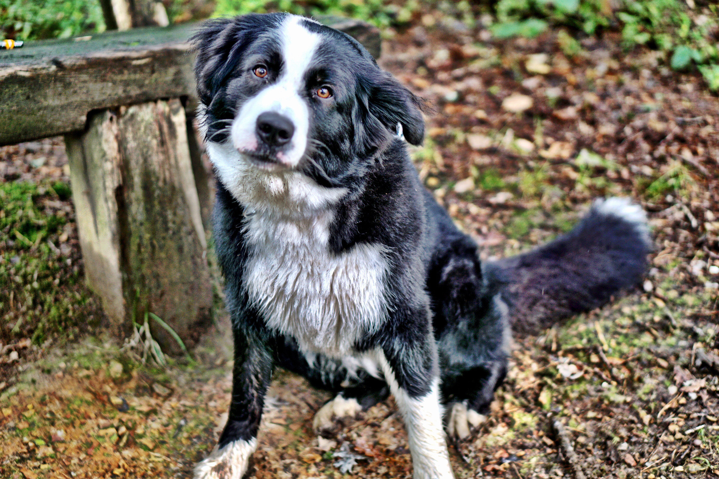Border collie dog white and black, sitting looking at the camera.