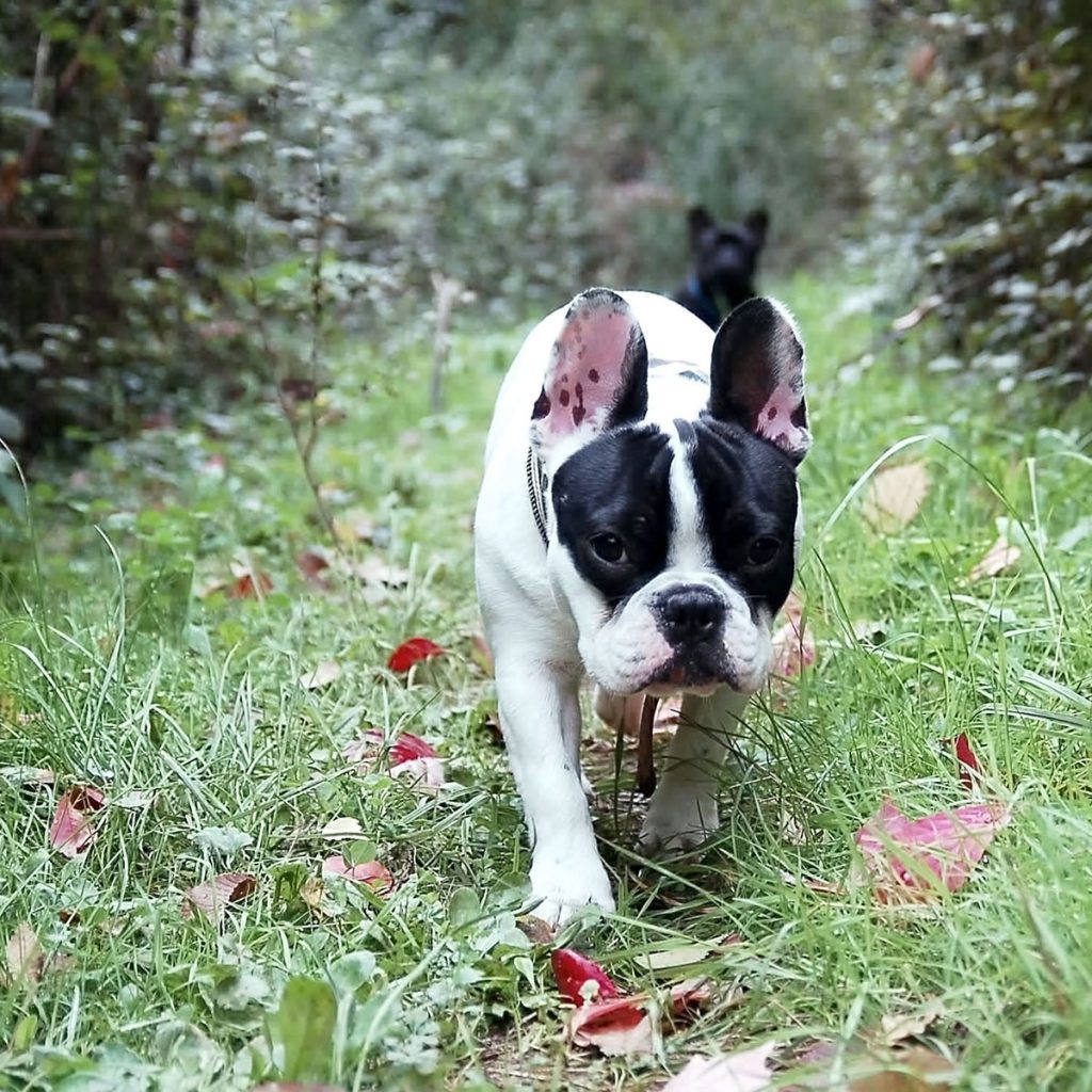Small white and black bulldog walking in a grassy trail. 