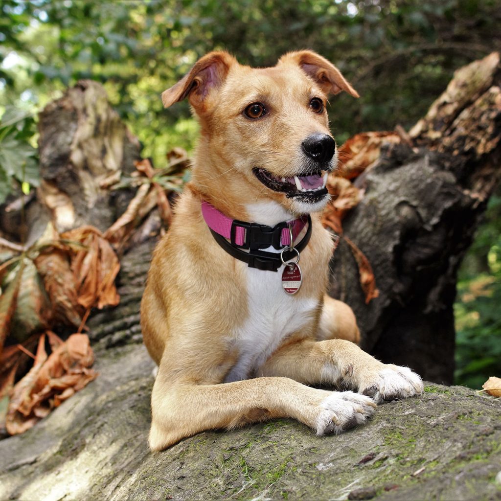 Dog relaxing on a log wearing a pink collar.