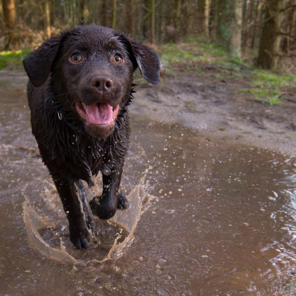Chocolate lab puppy playing int he mud puddle.