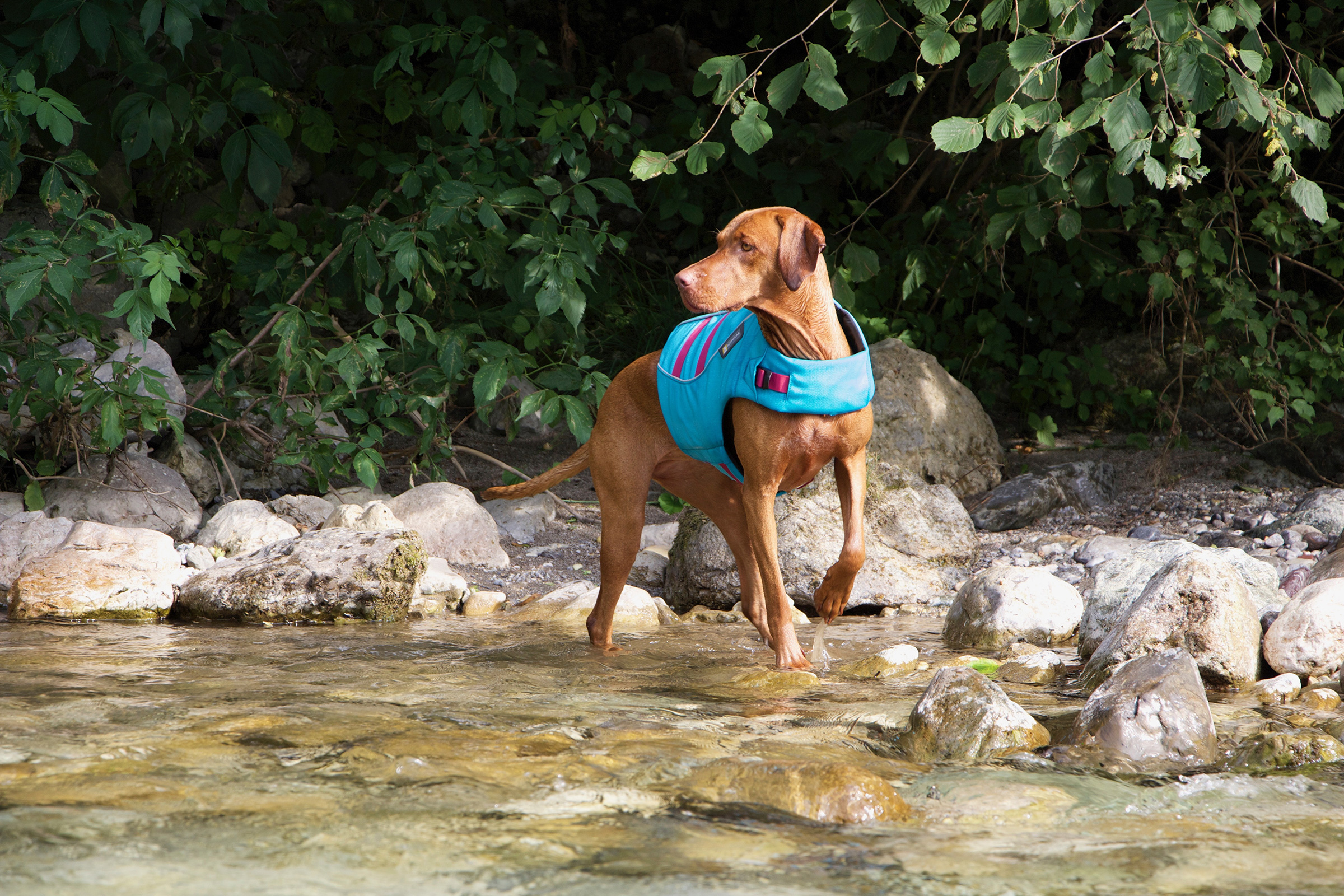 Dog with life jacket on in the water